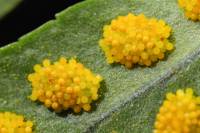 Sores sporanges et spores de Polypode x3